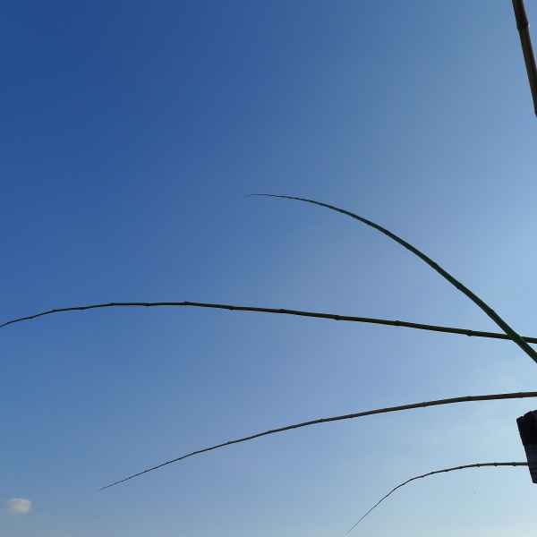 7 Fishing for Roses, 2009