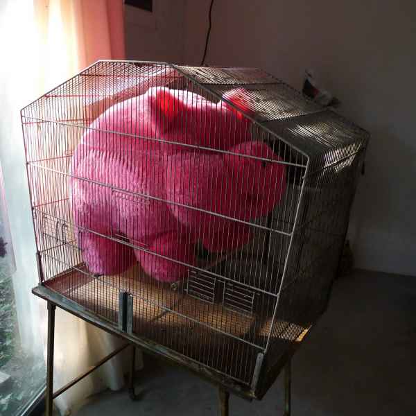 18 Setting for The Third Little Pig 2017